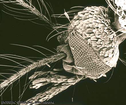 Aedes aegypti: Armadura bucal (ampliao)