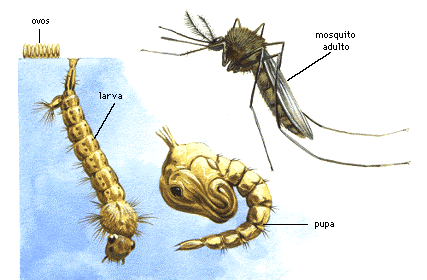 Ciclo de vida do Aedes aegypti