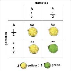 Aplicação do modelo  Jogo da Velha Mendeliano  em (a) e (b) nas