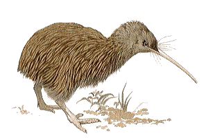 Quivi (Apteryx autralis)