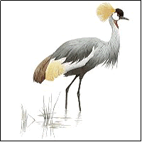 Grou-coroado (Balearica pavonina)