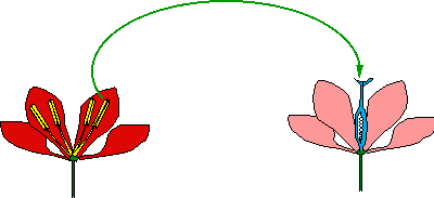 "Esquema de la polinizacin. Tomado de www.snv.jussieu.fr." 