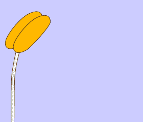 Polinizacin