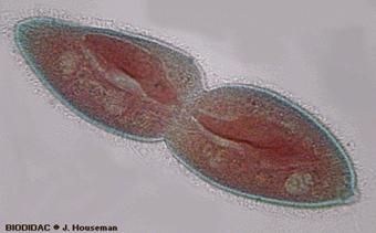 paramecio fision.gif (95722 bytes)