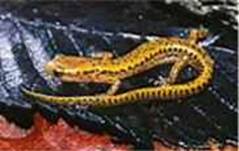 Salamandra leopardo
