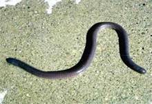 Ceclia