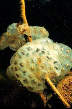 Ovos de salamandra