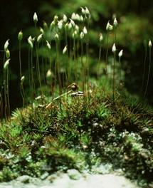 Polytrichum juniperinum